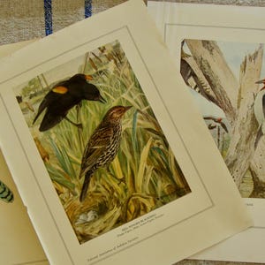 May include: Vintage bird prints featuring detailed illustrations of various bird species. One print shows a Red-winged Blackbird with a brown and black bird, and another depicts a Red-headed Woodpecker. The prints are on aged paper.