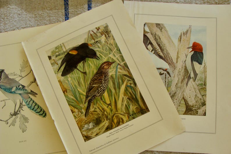 May include: Vintage bird prints featuring detailed illustrations of various bird species. One print shows a Red-winged Blackbird with a brown and black bird, and another depicts a Red-headed Woodpecker. The prints are on aged paper.