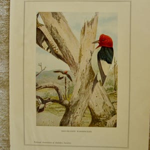 May include: An illustration of a Red-Headed Woodpecker perched on a tree trunk. The bird has a vibrant red head, black back, and white underparts. Other woodpeckers are shown in flight. The image is framed with a border and includes text.