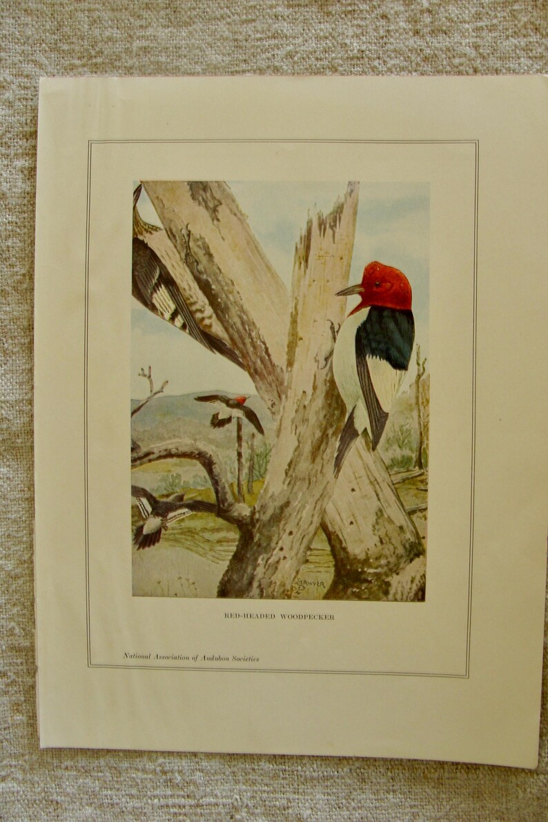 May include: An illustration of a Red-Headed Woodpecker perched on a tree trunk. The bird has a vibrant red head, black back, and white underparts. Other woodpeckers are shown in flight. The image is framed with a border and includes text.