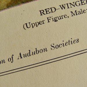 May include: Close-up of a page from a vintage book. The text reads "RED-WINGED" and "Association of Audubon Societies" in black ink. The paper has a cream color and is slightly aged.