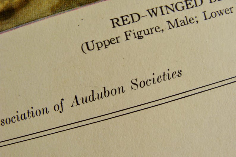 May include: Close-up of a page from a vintage book. The text reads "RED-WINGED" and "Association of Audubon Societies" in black ink. The paper has a cream color and is slightly aged.