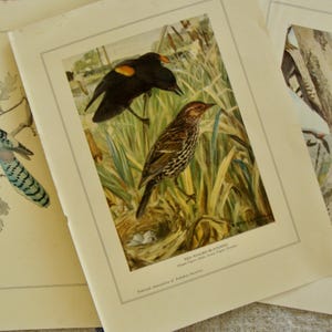 May include: Three vintage bird prints. One features a blue jay perched on a branch. Another shows two birds in a grassy area, with the text "Red-winged Blackbird". The third print depicts a woodpecker.