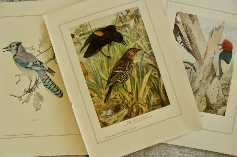 May include: Three vintage bird prints. One features a blue jay perched on a branch. Another shows two birds in a grassy area, with the text "Red-winged Blackbird". The third print depicts a woodpecker.