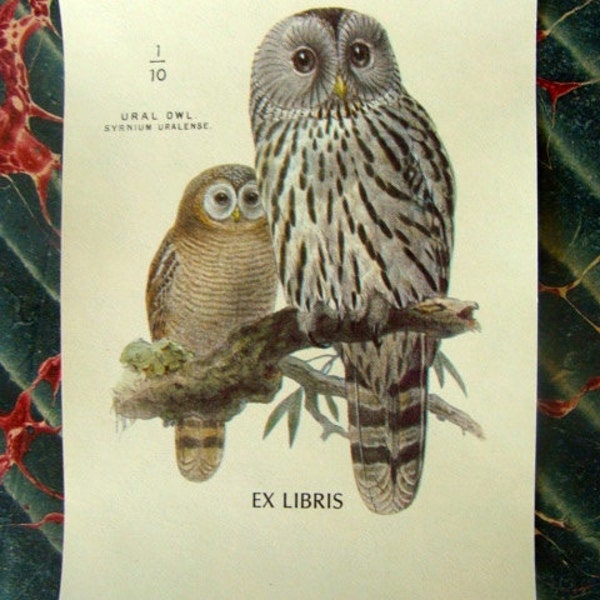 Gummed Bookplates Etsy