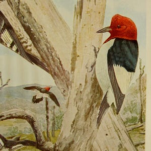 May include: Watercolor illustration of a Red-headed Woodpecker perched on a weathered tree trunk. The bird has a vibrant red head, black back, and white underparts. Other birds are in flight. The artwork is signed "Sawyer".