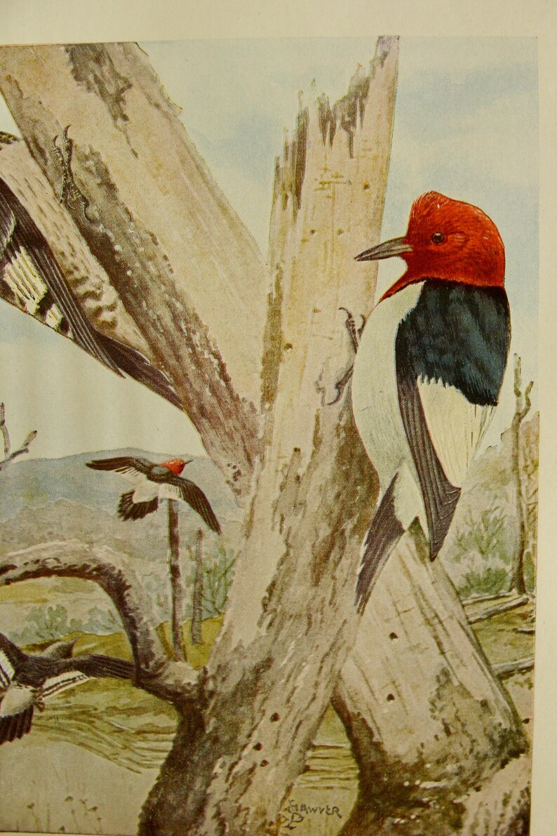 May include: Watercolor illustration of a Red-headed Woodpecker perched on a weathered tree trunk. The bird has a vibrant red head, black back, and white underparts. Other birds are in flight. The artwork is signed "Sawyer".