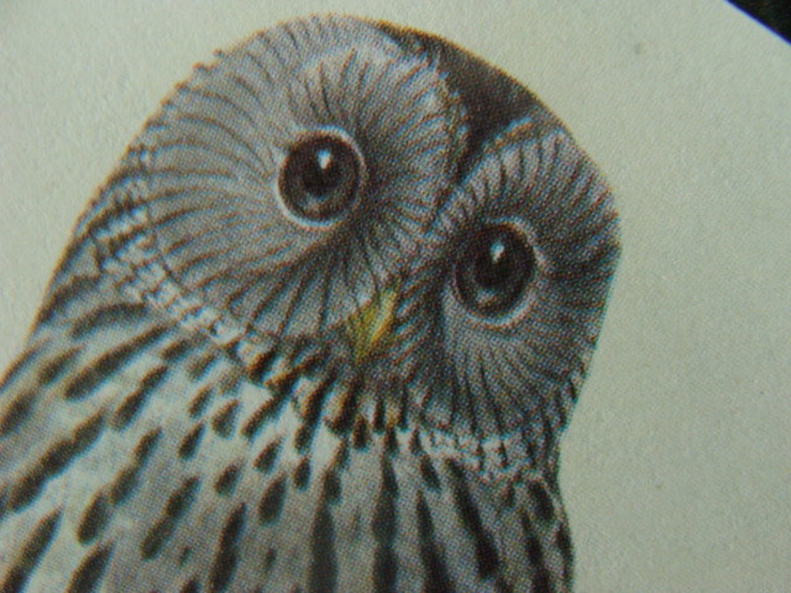 Vintage Owls Antioch Gummed Bookplate Label Etsy