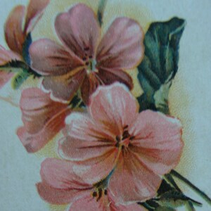 May include: A vintage illustration of pink flowers with green leaves. The flowers are delicate and have a soft, romantic feel.