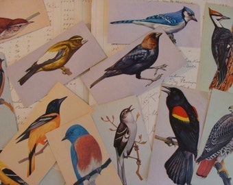 6 Vintage Antique Bird Flash Card Lot