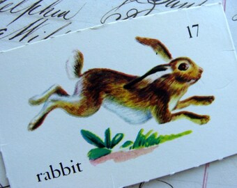 Rabbit Flash Card - Etsy