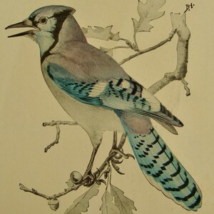 May include: A detailed illustration of a Blue Jay perched on a branch with leaves and acorns. The bird features blue, gray, and white plumage, with a black beak and a distinctive crest. The artwork is set against a cream-colored background.
