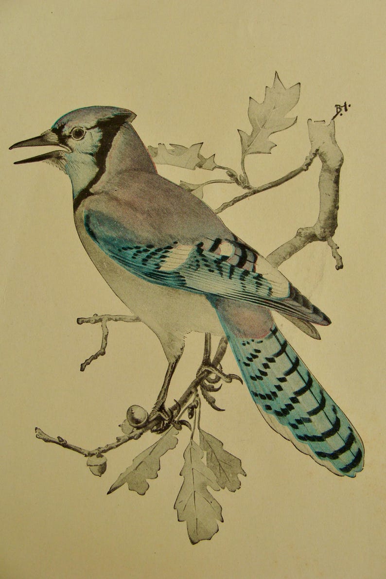 May include: A detailed illustration of a Blue Jay perched on a branch with leaves and acorns. The bird features blue, gray, and white plumage, with a black beak and a distinctive crest. The artwork is set against a cream-colored background.