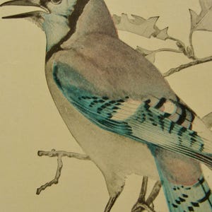 May include: A detailed illustration of a Blue Jay perched on a branch. The bird features a blue head, wings, and tail, with a gray back and chest. The artwork is a watercolor style, with the bird's beak open, and the branch has leaves.