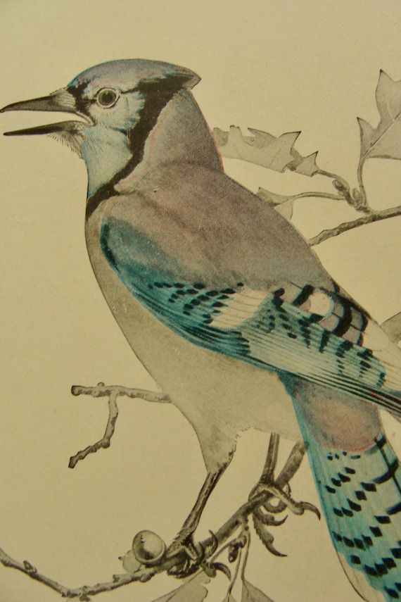 3 Original Lithograph Antique Frame Worthy 1900s Book Plates Birds  Audubon Societies Ephemera Decor