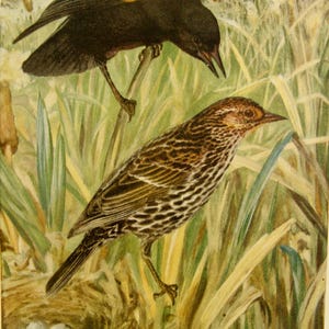 May include: An illustration of two Red-winged Blackbirds in a marsh setting. The top bird is black with a yellow and orange patch on its wing. The bottom bird is brown with a patterned chest. A nest with eggs is visible.