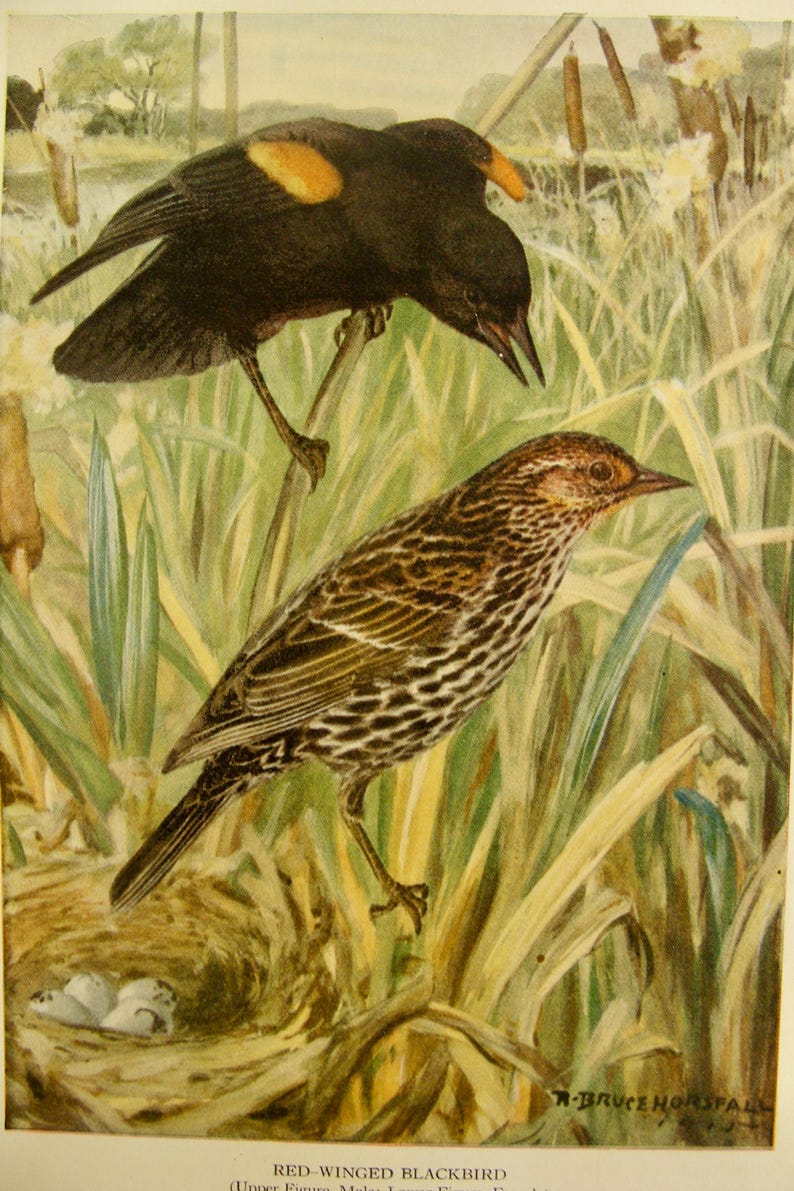 May include: An illustration of two Red-winged Blackbirds in a marsh setting. The top bird is black with a yellow and orange patch on its wing. The bottom bird is brown with a patterned chest. A nest with eggs is visible.