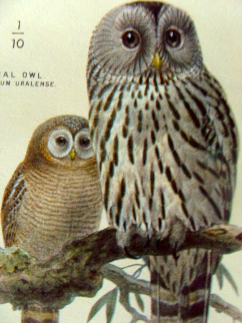 Vintage Owls Antioch Gummed Bookplate Label Etsy