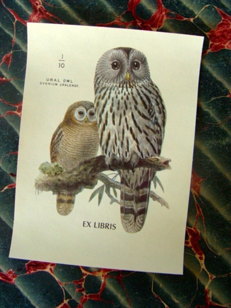 Vintage Owls Antioch Gummed Bookplate Label Etsy