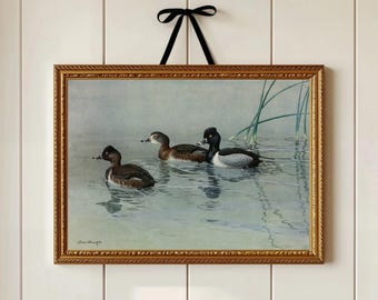 Duck Art Print: Waterfowl Illustration