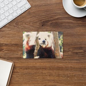 Zoo Animal Note Cards, 4 x 6, Blank Inside, Photos of Red Pandas, Koalas, Pandas, Orangutans, Peacocks, Gibbons, Unique Thinking Of You Card
