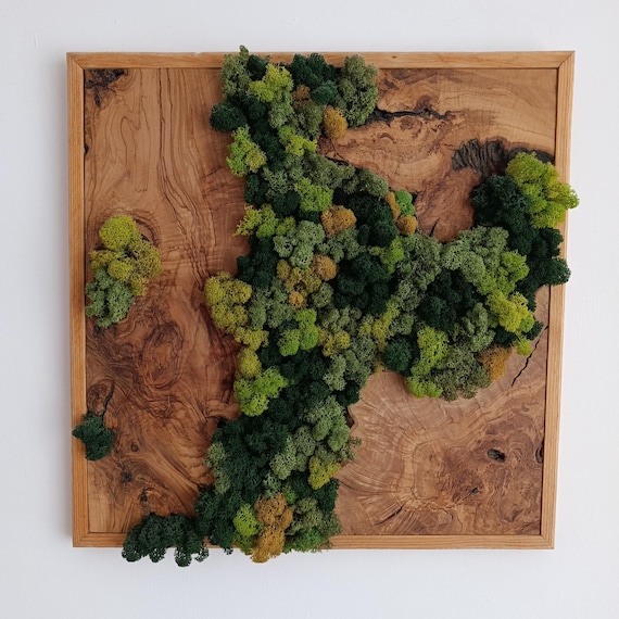 Moss and Wood Wall Art, Rustic Greenery Decor, Home, Office Decor, Aesthetic Room Decoration, Custom Made Olive Wood Moss Wall Decor
