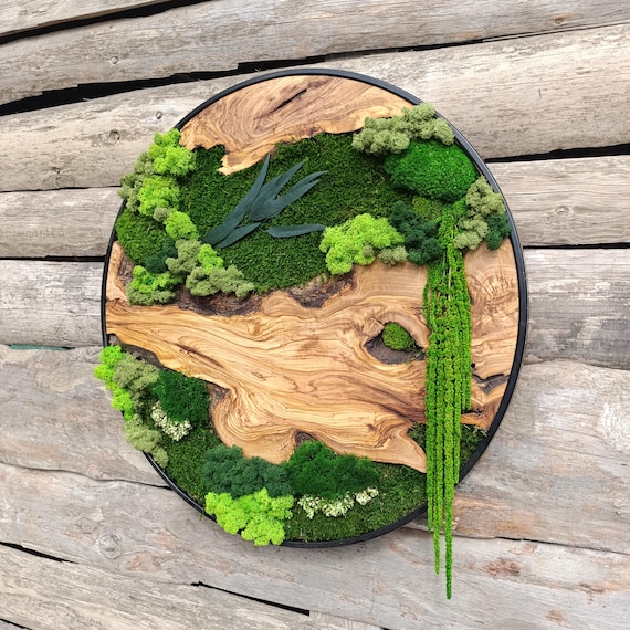 Moss and Wood Wall Art, Rustic Greenery Decor, Home, Office Decor, Aesthetic Room Decoration, Custom Made Olive Wood Moss Wall Decor