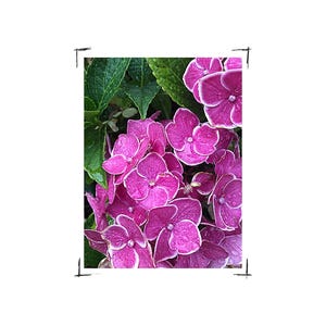 Puede incluir: Primer plano de un racimo de vibrantes flores de hortensia rosa con bordes blancos. Las flores están en plena floración, mostrando sus delicados pétalos y detalles intrincados. Las exuberantes hojas verdes proporcionan un telón de fondo contrastante, con gotas de agua.