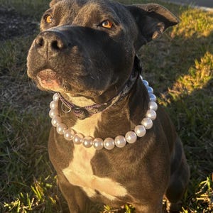 Classic Pearls Beaded Dog Collar