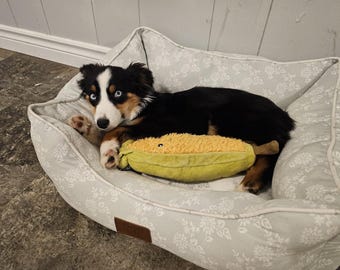 Peut inclure: Un chiot australien berger noir et blanc aux yeux bleus est allongé dans un lit pour chien gris et blanc avec un jouet en peluche jaune en forme de banane.