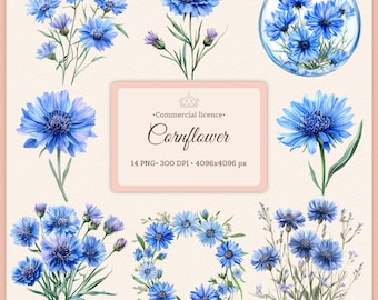 Watercolor Cornflower Clipart Bundle: Blue Wildflower PNGs (Digital Download)
