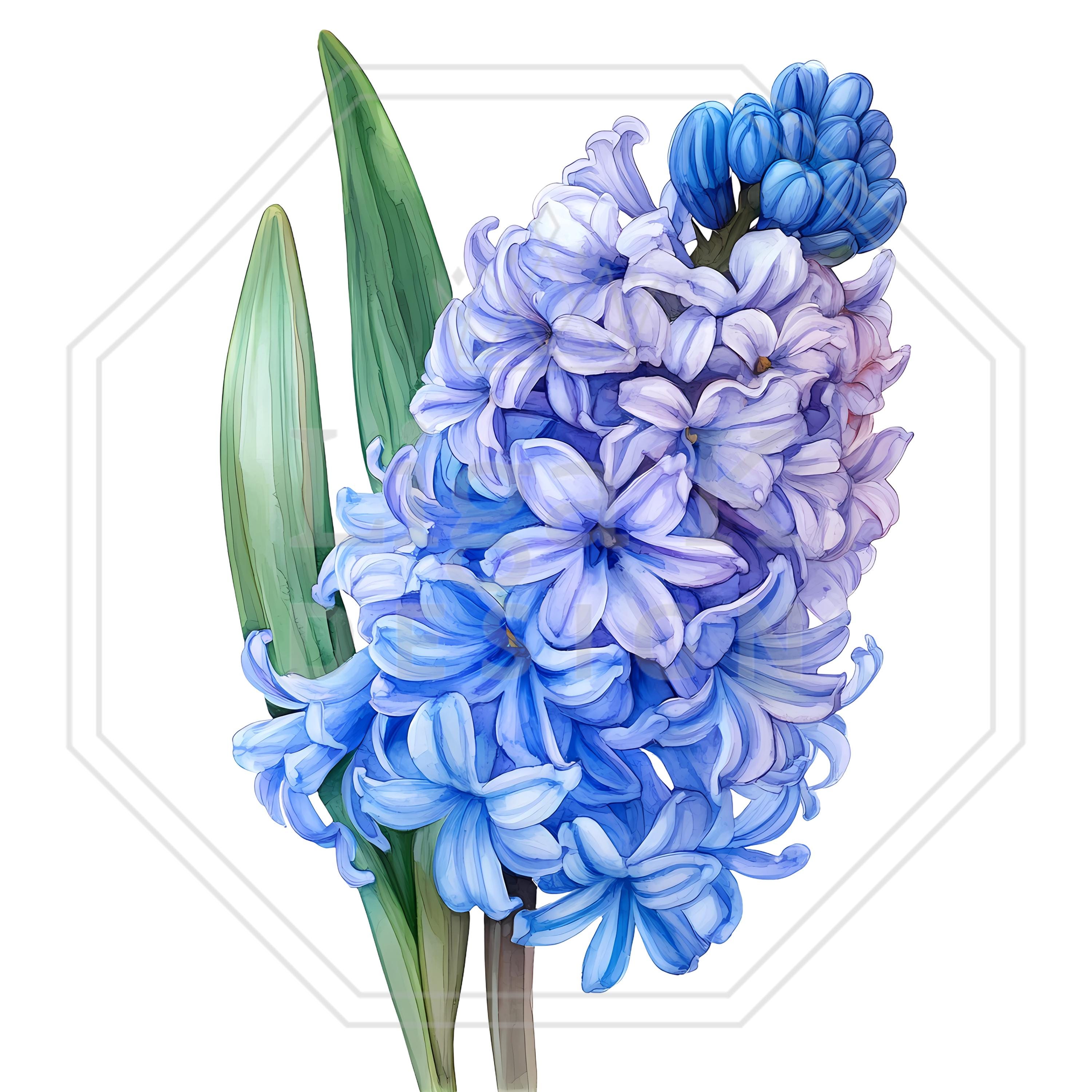 水彩ヒヤシンスのクリップアートバンドル：春の花のPNG画像（デジタル
