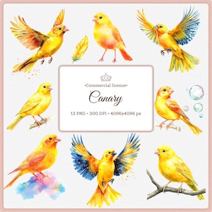 Watercolor Canary PNG Clipart Yellow Songbird Designs Cute Exotic Bird Digital Art for Sublimation, Big prints 4k