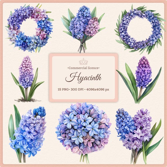 水彩ヒヤシンスのクリップアートバンドル：春の花のPNG画像（デジタル