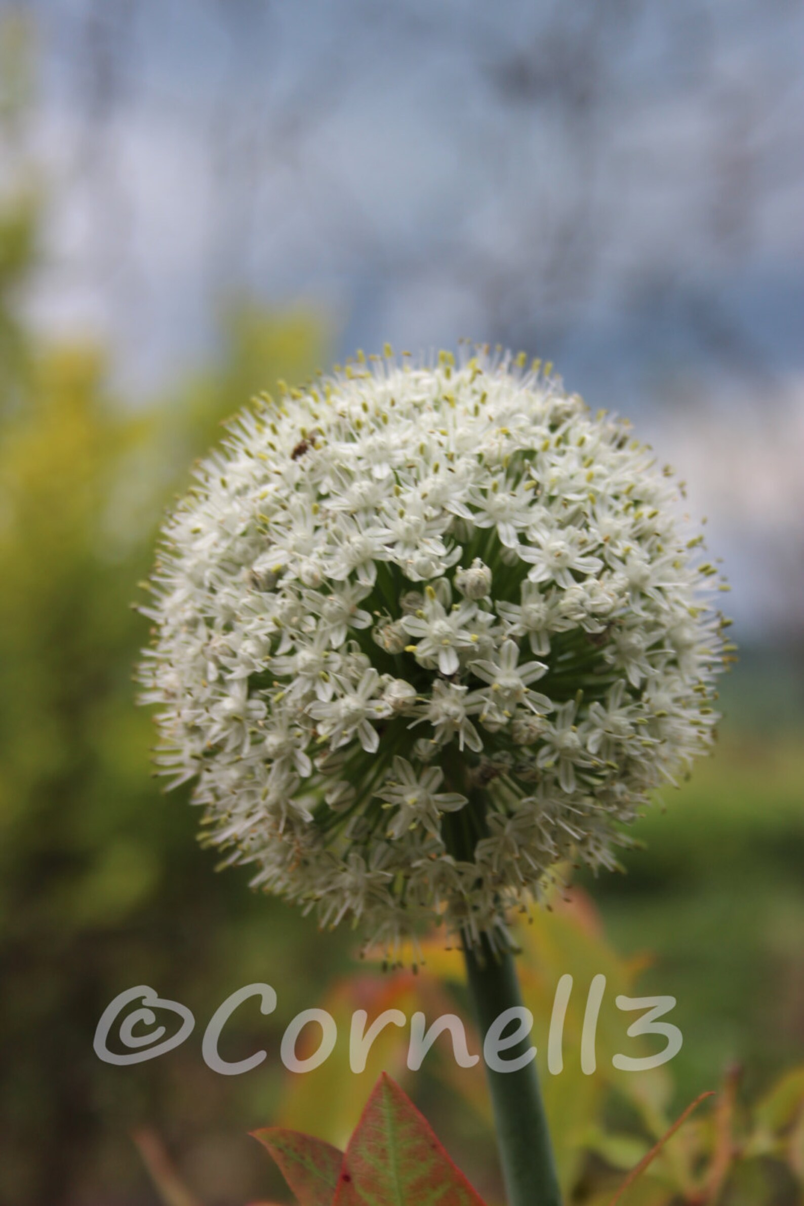 Onion Blossom Flower Digital Photo Instant Download Digital File Note