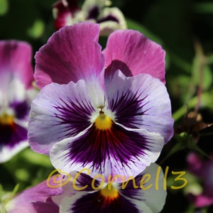 Stiefmütterchen Blüte Digitalfoto sofortigen Download digitale Datei