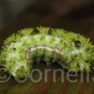 Lo Moth Caterpillar