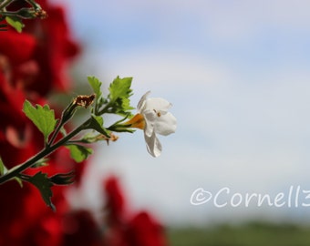 Flower Digital Photo Instant Download Printable Photo