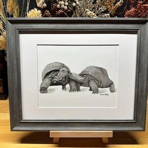 May include: A black and white pencil drawing of two giant tortoises, one with its head turned to the side and the other with its head turned towards the first tortoise, as if they are kissing. The drawing is framed in a gray frame.
