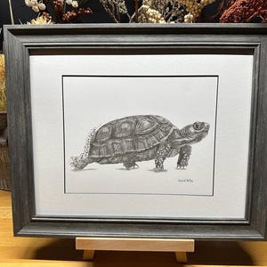 May include: A black and white pencil drawing of a tortoise walking, framed in a dark gray frame.