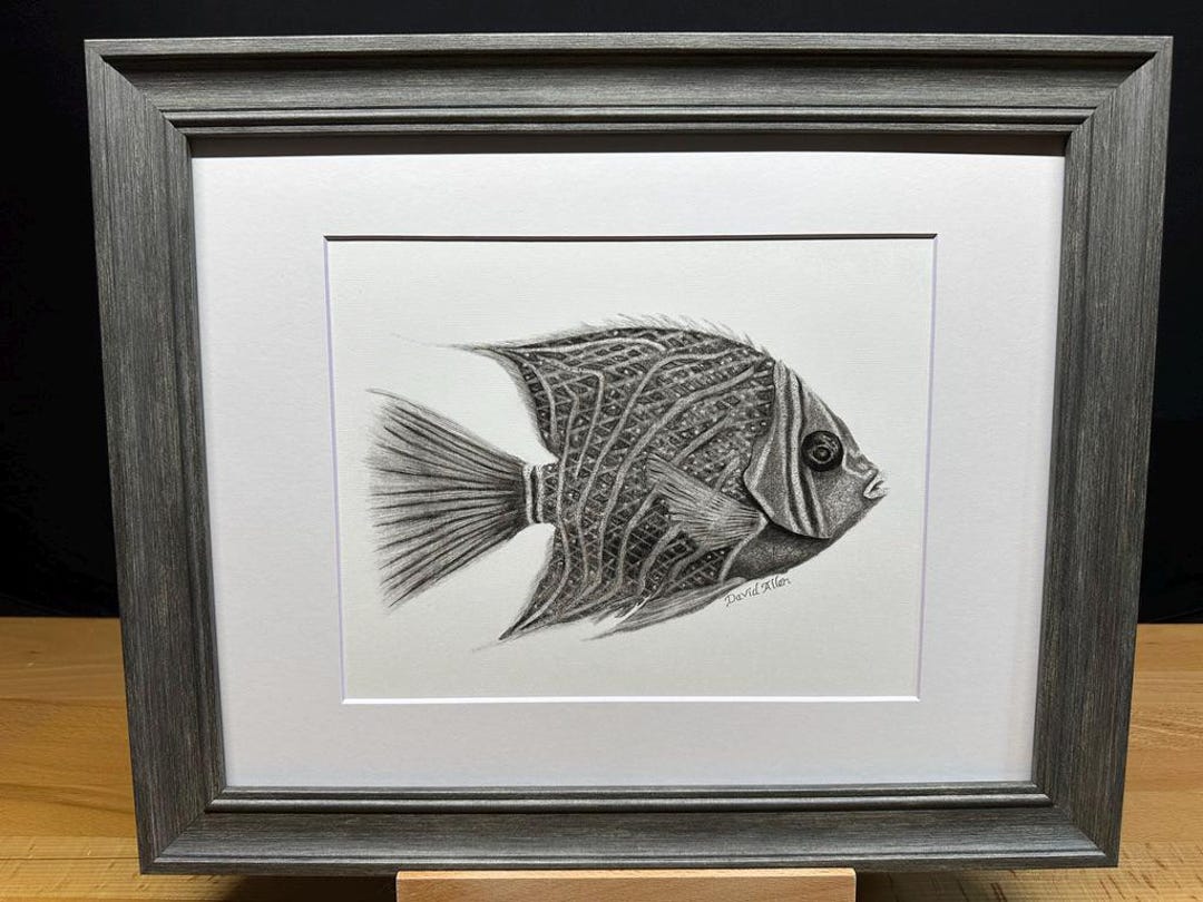 Angelfish Angel Fish Graphite Pencil Art Sketch Drawing Print Picture ...
