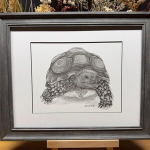May include: A black and white pencil drawing of a tortoise in a grey frame. The tortoise is facing the viewer with its head slightly tilted. The drawing is signed "David S. Wills".