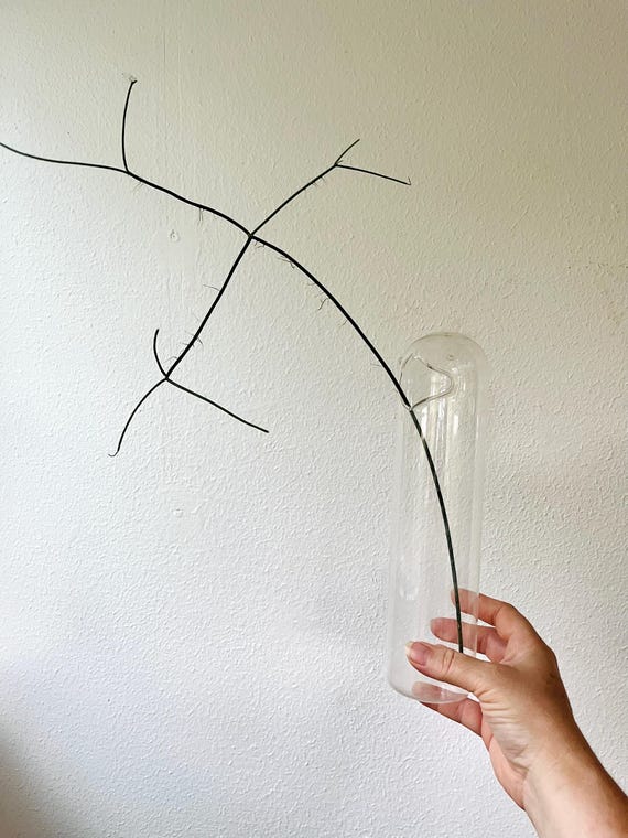 hand blown glass vase / bird propagation vase / tall bird glass vessel