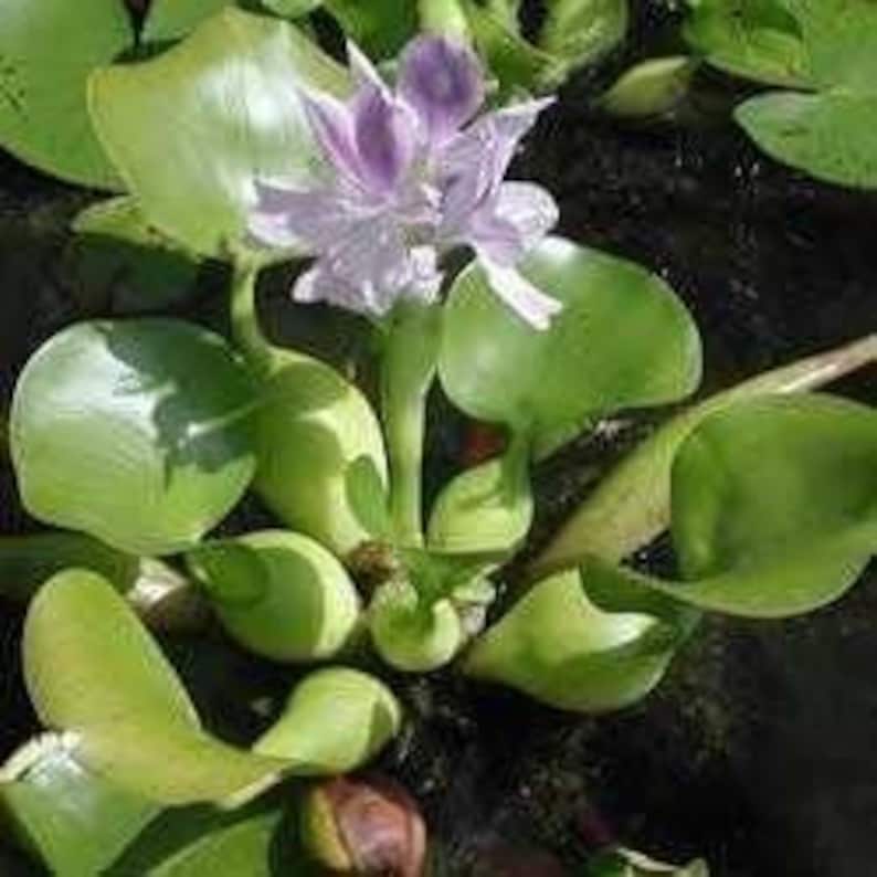 12 Water Hyacinth Live Pond Plants