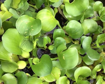 Puede incluir: Un grupo de plantas de jacinto de agua de color verde vibrante flotando sobre agua oscura. Una etiqueta gris rectangular en la parte inferior muestra el texto: AR,AZ,AL,Ca,DE,LA,FL,ID,IL,NE,PR,MS,SC,TX,WI ARE PROHIBITED STATES en letras mayúsculas negras.