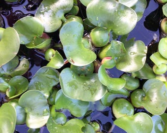6 Water Hyacinth Plants – Live Pond Plants, Eichhornia Crassipes