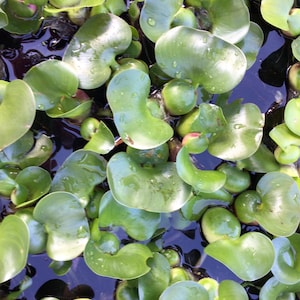 10 Live Water Hyacinth Pond Plants – Eichhornia Crassipes, Bare Root