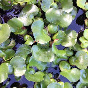 6 Water Hyacinth Live Pond Plants - Purple Flowers. See list of prohibited states.