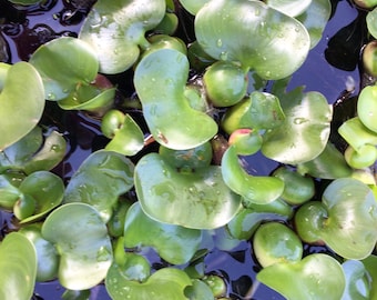 6 Water Hyacinth Live Pond Plants - Purple Flowers. See list of prohibited states.