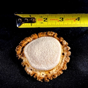 May include: A close-up of a light brown antler with a white center. The antler is about 2 inches in diameter. A yellow tape measure is in the background.